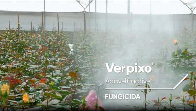 C_Verpixo_Modo_Accion_LA_EC