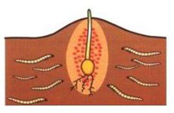 Belem beschermde zone