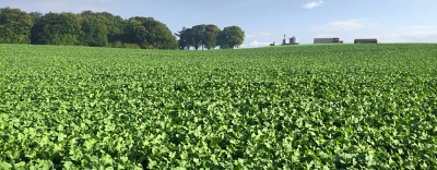 Oilseed Rape carousel1440x560.png