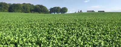 Belkar Oilseed Rape carousel1440x560.png