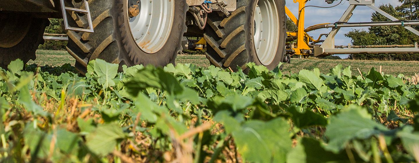 Sprayer in OSR field - Belkar 