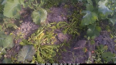 Belkar, raps, timelapse