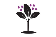 Acción translaminar y sistémica local