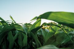 Bessere Versorgung der Pflanze mit Wasser und Nährstoffen