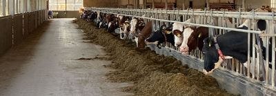 Betere-zetmeelverteerbaarheid-met-Dentmais