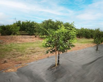 Trasplante / Desarrollo