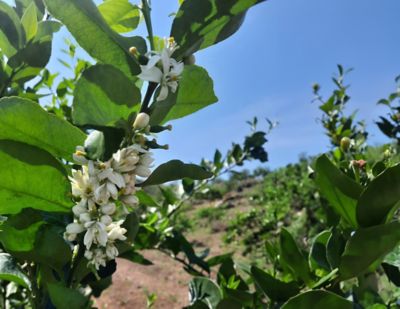 Reductor de Nitrógeno