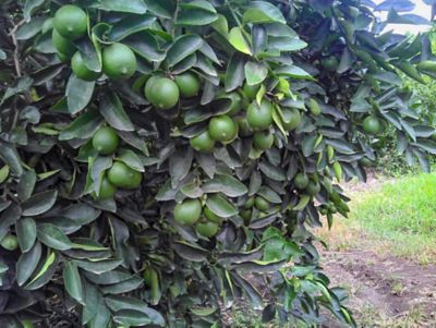 Manejo en situaciones de estrés