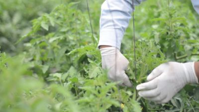 Bioestimulación Efectiva