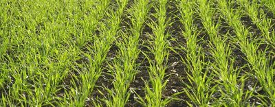 BizonCortevaArticleCover