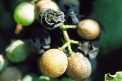 blackrot vigne