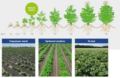 BlueN Toepassingsstadium in aardappelen