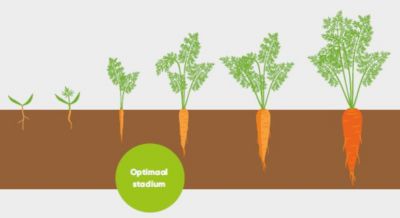 BlueN Toepassingsstadium in wortelen 