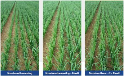 BlueN in uien Onbehandeld tov behandeld