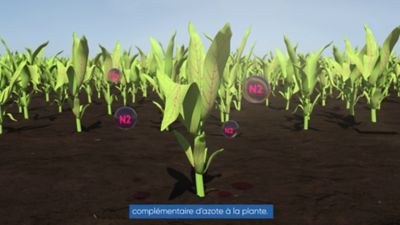 BlueN® Nieuwe biologische stikstofbron voor het gewas