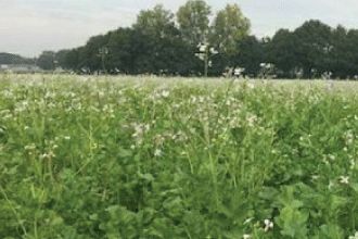 BlueN-Groenbemester-ef