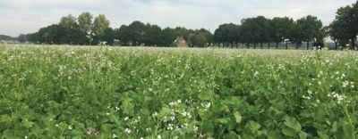 BlueN-Groenbemester-header