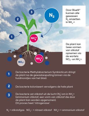 BlueN bladbehandeling maisplant