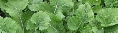 Brassicas Banner Mobile