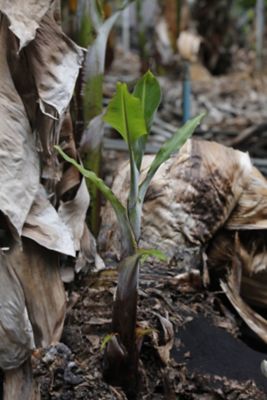 Brotes en plataneras afectadas