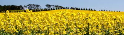 Canola Australia