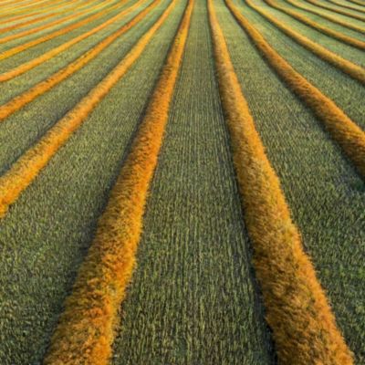 Canola-Field-Texture