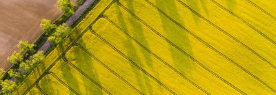 Canola_Field_Diagonal_Texture_Shot_1336x524