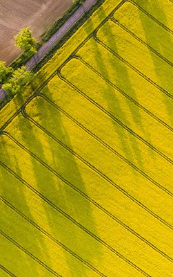 Canola_Field_Diagonal_Texture_Shot_251x400