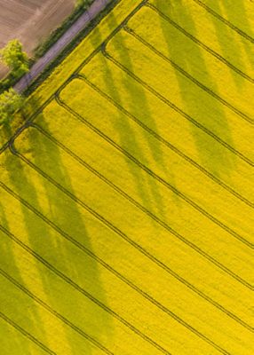 Canola_Field_Diagonal_Texture_Shot_328x460