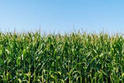 Corn Stalks in field with clear blue sky