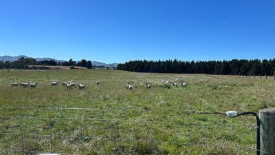 Fat lambs avoiding thistle infested areas in Cheviot