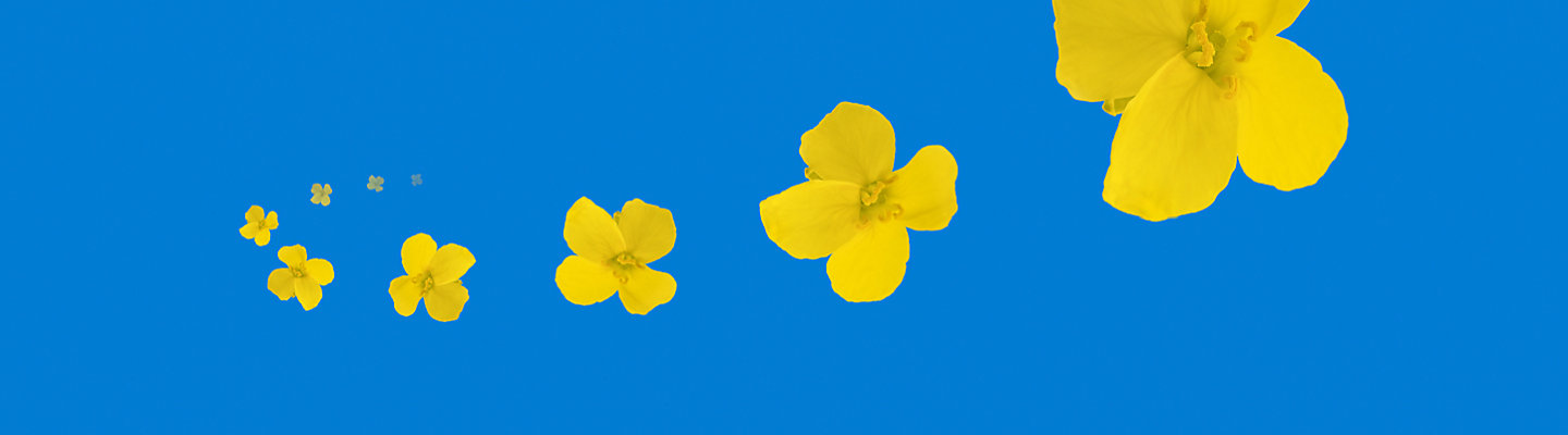Clearfield Canola Banner