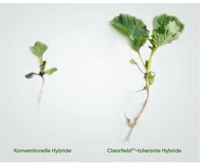 Clearfield Vergleich 2024