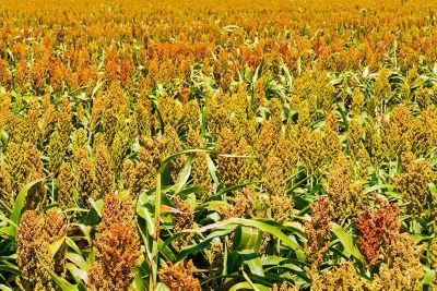 Sorghum field