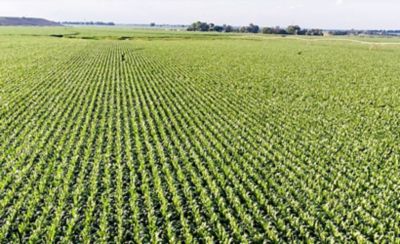 landscape of field rows