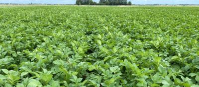 CloserPootgoedJuly2020Tip