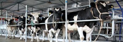 Cows Cold Chain Future