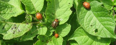 Coloradokever in aardappelen
