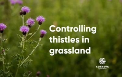 Controlling thistles in grassland_rev V3.jpeg