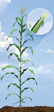 R1 Corn Growth Stage