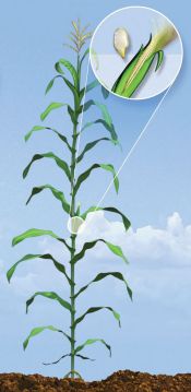 R2 Corn Growth Stage - Blister