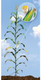 R5 Corn Growth Stage