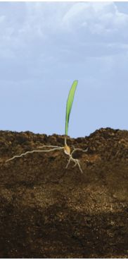 VE - V1 Corn Growth Stages