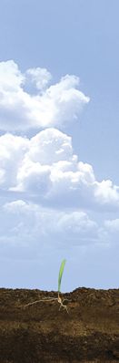 VE - V2 Corn Stages: Germination and Emergence