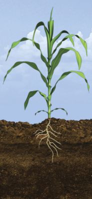 V6 Corn Growth Stage