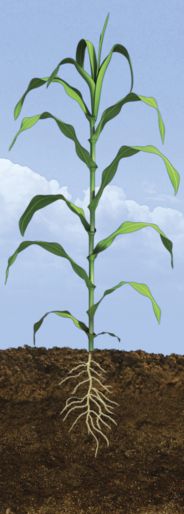 V9 Corn Growth Stage