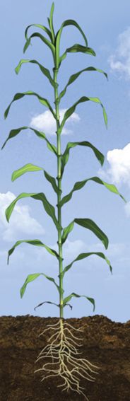 V15 Corn Growth Stage