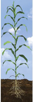 V18 Corn Growth Stage