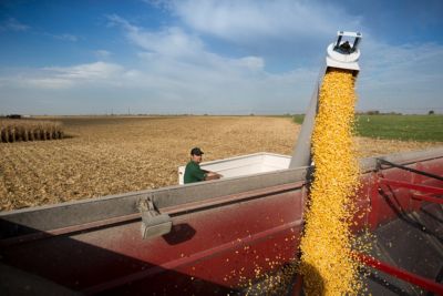 Corn_Harvest_Minnesota_C0140_F_new
