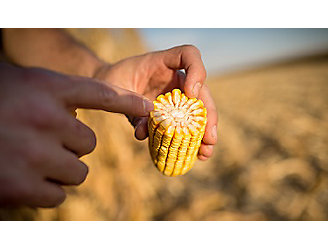 Corn_Harvest_Minnesota